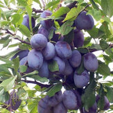 Egrow 10 db / csomag Fekete Brin gyümölcsmag Szilva szilvafa bonsai növények kertültetés