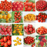 Egrow 200 Stücke Tomatensamen Garten Gemüse Pflanzen rotes gelbes schwarzes Topf Tomaten Bonsai