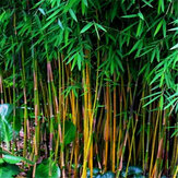 Egrow 20 Teile / beutel Schwarz Bambus Samen Seltene Riese Schwarz Moso Bambus Bambu Samen Professionelle Pack Bambusa Lako Baum Samen für Hausgarten
