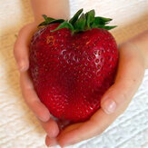 Egrow 100Pcs Semillas de Fresa Roja Gigante Heirloom Súper Japón Strawberry Semillas del Jardín