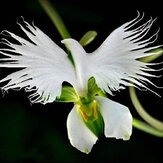 Egrow 200pcs Japanese Egret Flowers Seeds White Egret Orchid Seeds Radiata Rare White Orchid 