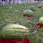 Egrow 30Stücker Riesige Wassermelone Samen Schwarze Tyrant König Super süße Wassermelone Samen Garten Frucht