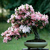 Egrow 10st Sakura bloemzaden roze kersenbloesem boom Bonsai planten tuin zeldzame vaste plant