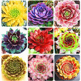 Egrow 100 sztuk / worek Sempervivum Seeds Colorful Ogrodnictwo soczyste nasiona kwiatów roślin