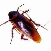 20 adet Şaka Komik Şaka Oyuncakları Özel Gerçekçi Model Simülasyon Sahte Kauçuk Hamam Böceği Cockroach