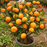 30Pcs Fruit Comestible Bonsai Mandarin Semences d'Arbres Semences d'Argumes Bonsai Mandarin Semences d'Orange