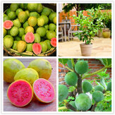 Egrow 30 db / csomag guava magvak trópusi édes gyümölcsfa növények magja a kerti erkély udvarára
