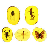 Ambre Insectes Fossiles Libellule Polissage Manuel Spécimen d'Insecte Pendentif Décorations Artisanales