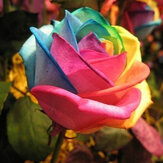 Egrow 200Pcs Rainbow Rosa Semillas Raro Colorido Flor Planta de Jardín en Maceta Bonsai