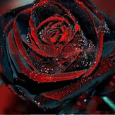 Egrow 100Pcs Black Rose Seeds Flower With Red Edge Rare Rose Garden Bonsai Seeds