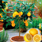 Egrow 20個/パック食用黄色レモンシードシトラス盆栽ホームガーデンフレッシュレモンフルーツツリーの種子