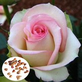 50шт розовый белые розы семена поделки дома сад разл