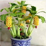 Egrow 30 шт Семена карликового банана Бонсай Дерево Семена тропических фруктов Балконные цветы и растение для дома