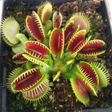 Egrow 100Pcs / Pack Catchfly Potted Plant Seeds Garden Venus Fly Trap Εντομοφάγο φυτό