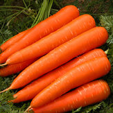 Egrow 200Pcs / Сумка Органическая морковь Семена Сад Семена питательных растений из овощных семян 