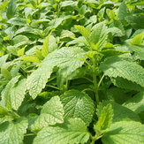 Egrow 50 Pcs/Pack Stevia Rebaudiana Seeds Sweetleaf Diabetic for Home Garden Plant 