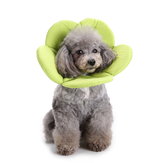 Miękka gąbka kształtu kwiatka dla psa lub kota - kołnierz Elżbietki, pomagający w gojeniu ran oraz zapobiegający pogryzieniu przez zwierzę.