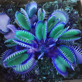 Egrow 100 STÜCKE Garten Topf Blau Insektenfressende Pflanzensamen Seltene Dionaea Muscipula Fliegenfalle Bonsai