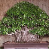 150pcs Bonsai Seeds Weeping Fig - Ficus benjamina Home Bonsai Plant Green Tree
