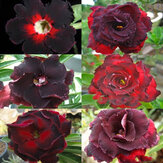 Egrow 5Pcs / Pack Brown Black Desert Rose Семена Балкон Bonsai Декоративные цветы Adenium Plants