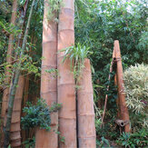 Egrow 100 db / csomag bambuszmag hatalmas sárkány bambuszfa növény bambusz fa otthoni kert