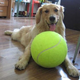 Lanzador de pelotas de tenis para mascotas grandes y gigantes de 24 cm, juguetes para mascotas