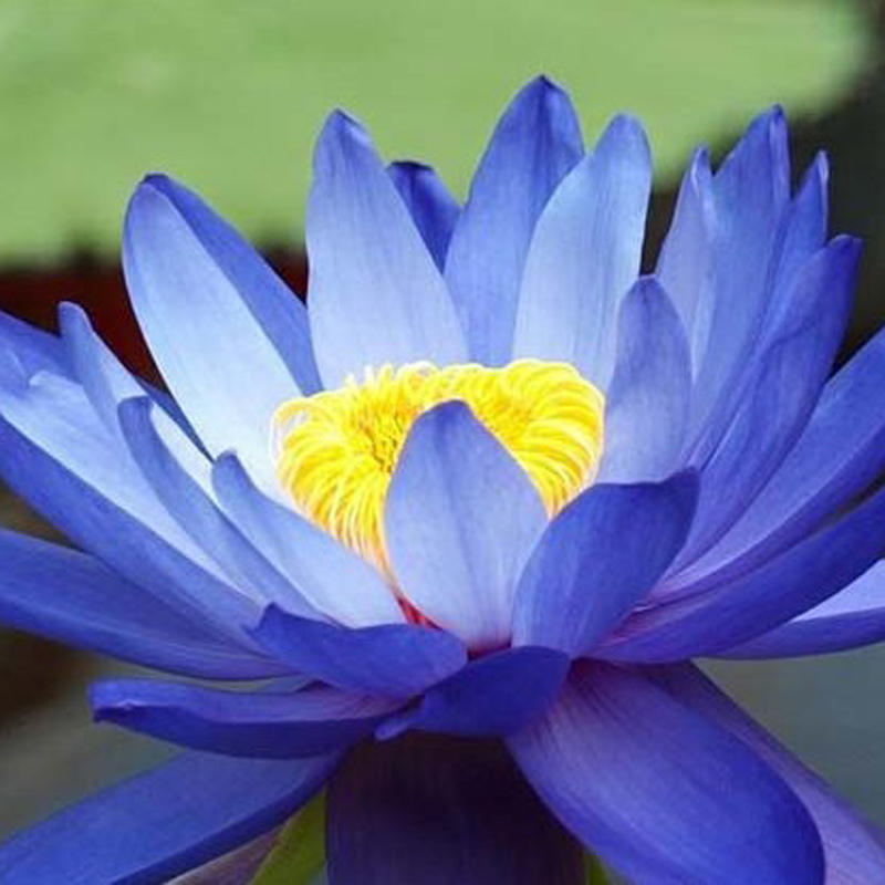 10pcs flower seeds blue lotus seeds aquatic plants water lily ...