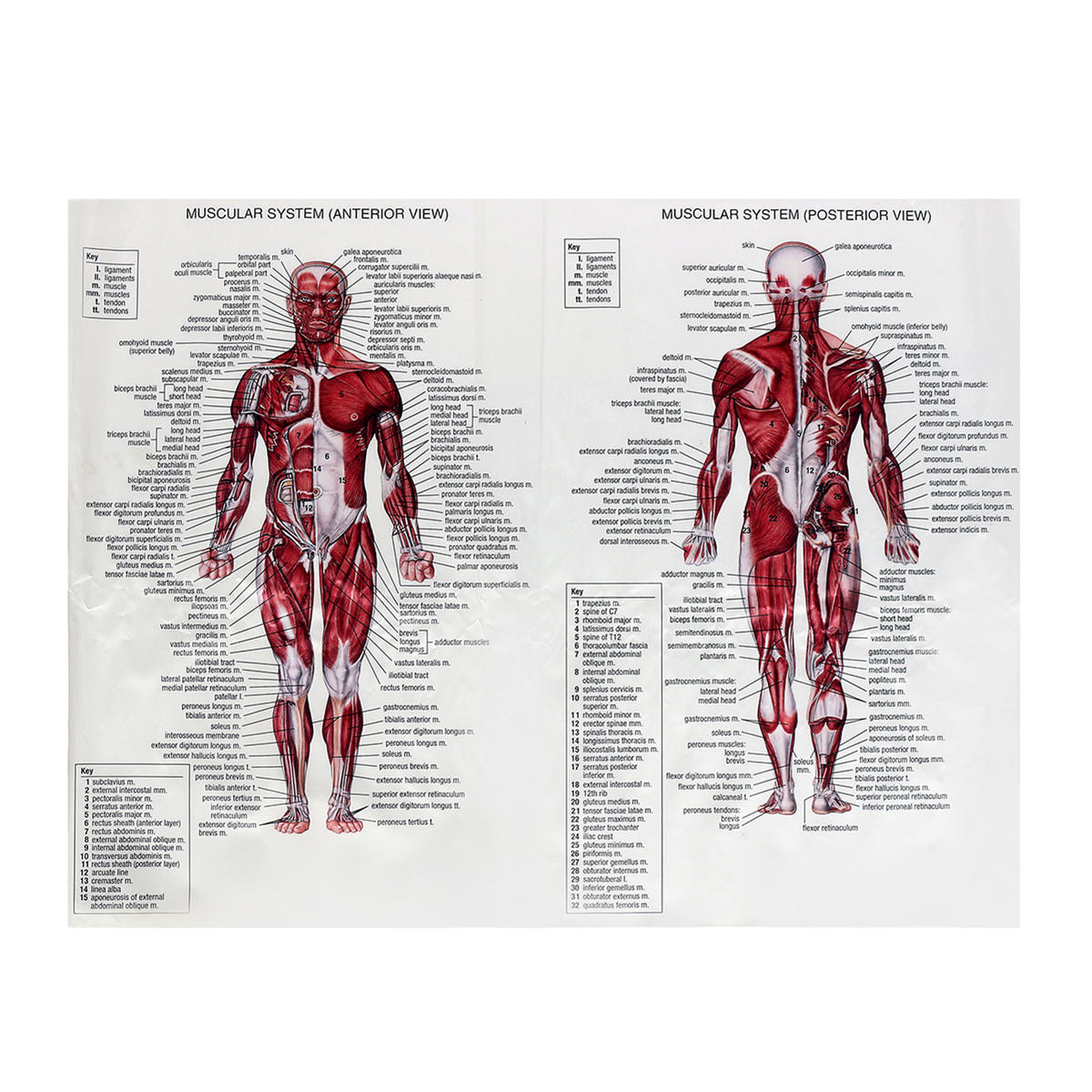 Human Muscle Chart Anatomy Chart