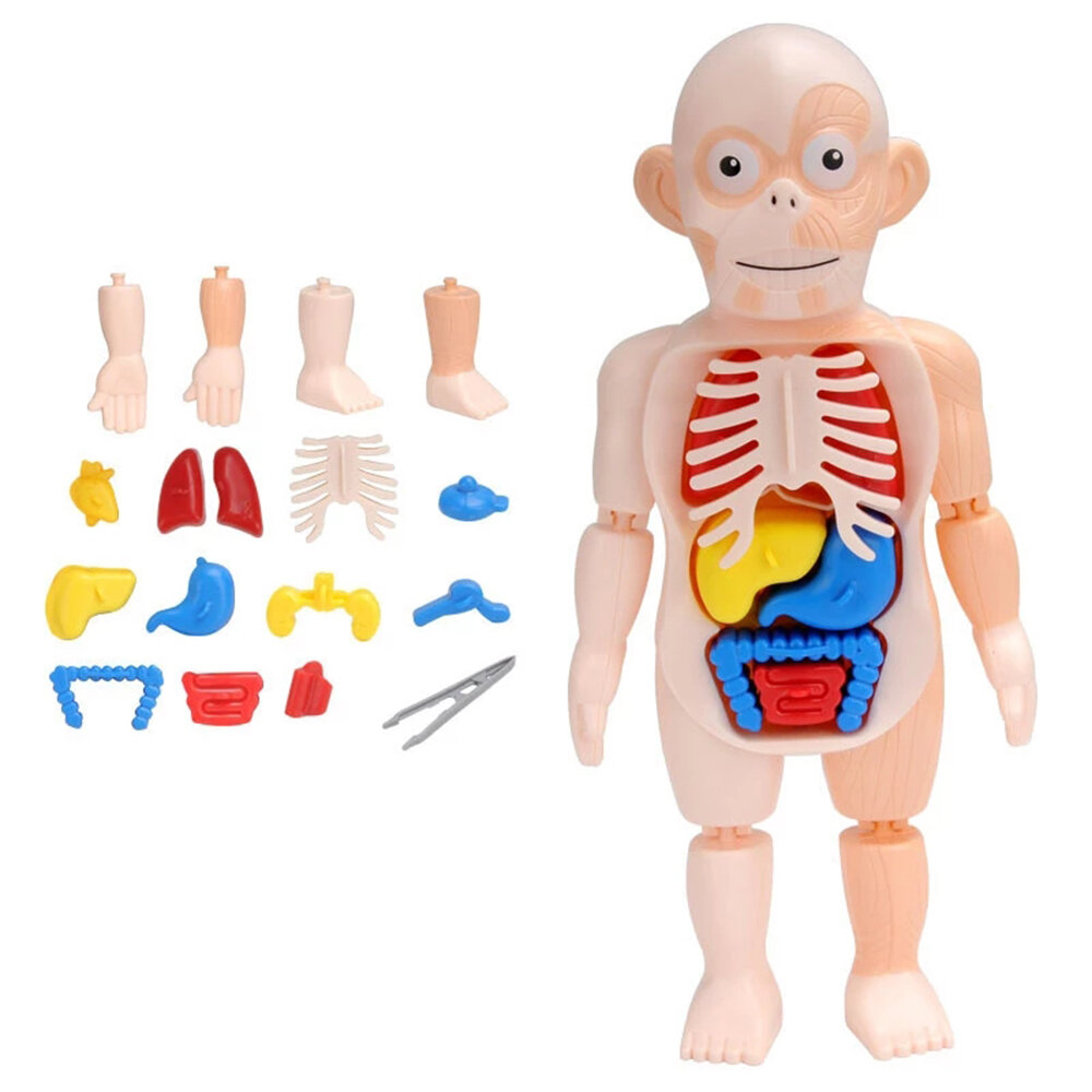 

DIY 3D Puzzle Human Body Anatomy Model Educational Learning Organ Assembled Toy Body Organ Teaching Tool for Children