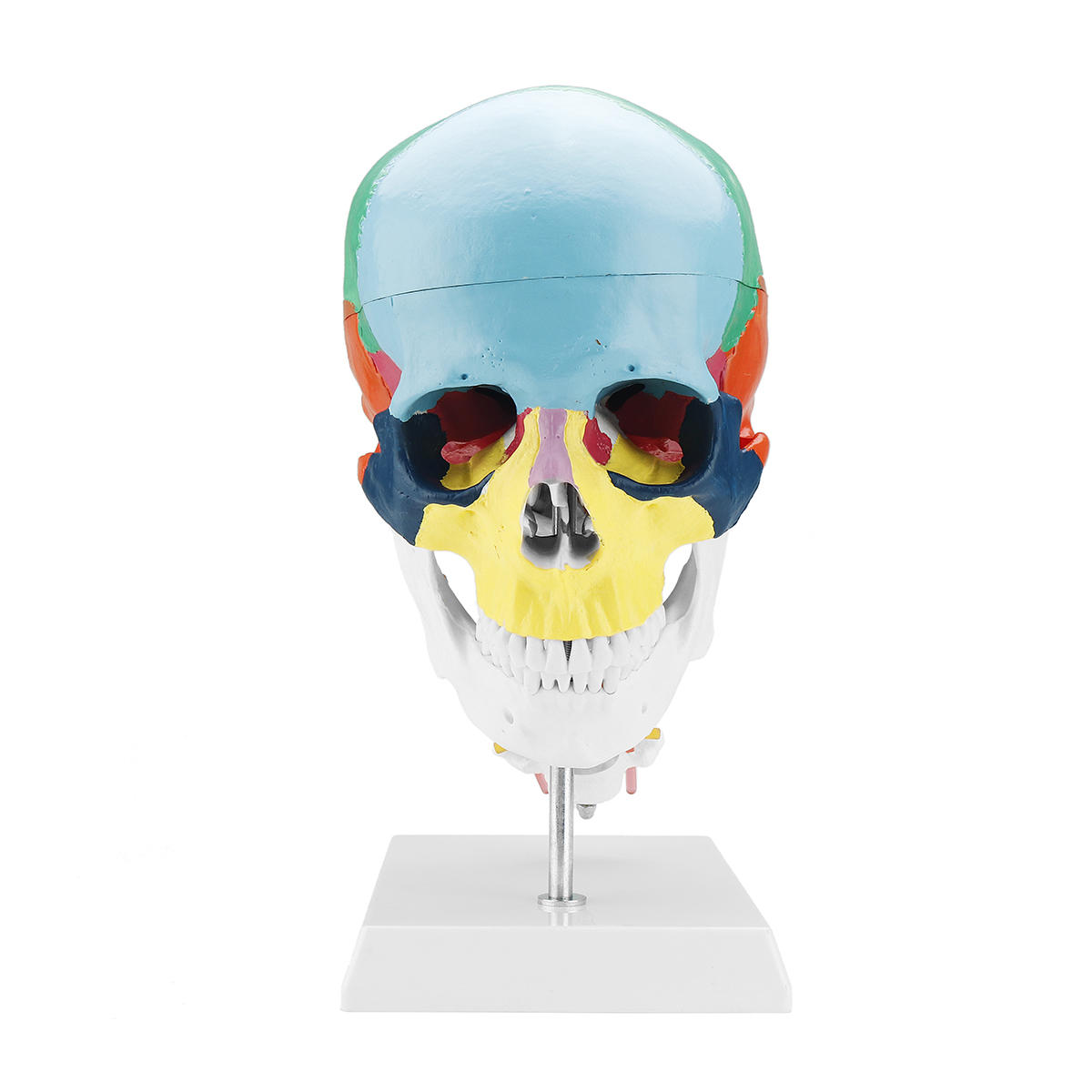 

1:1 Lifesize Human Skull Model Colored Skeleton Set Head Bone Joint Cervical Vertebra Simulation Medical Anatomy Medical