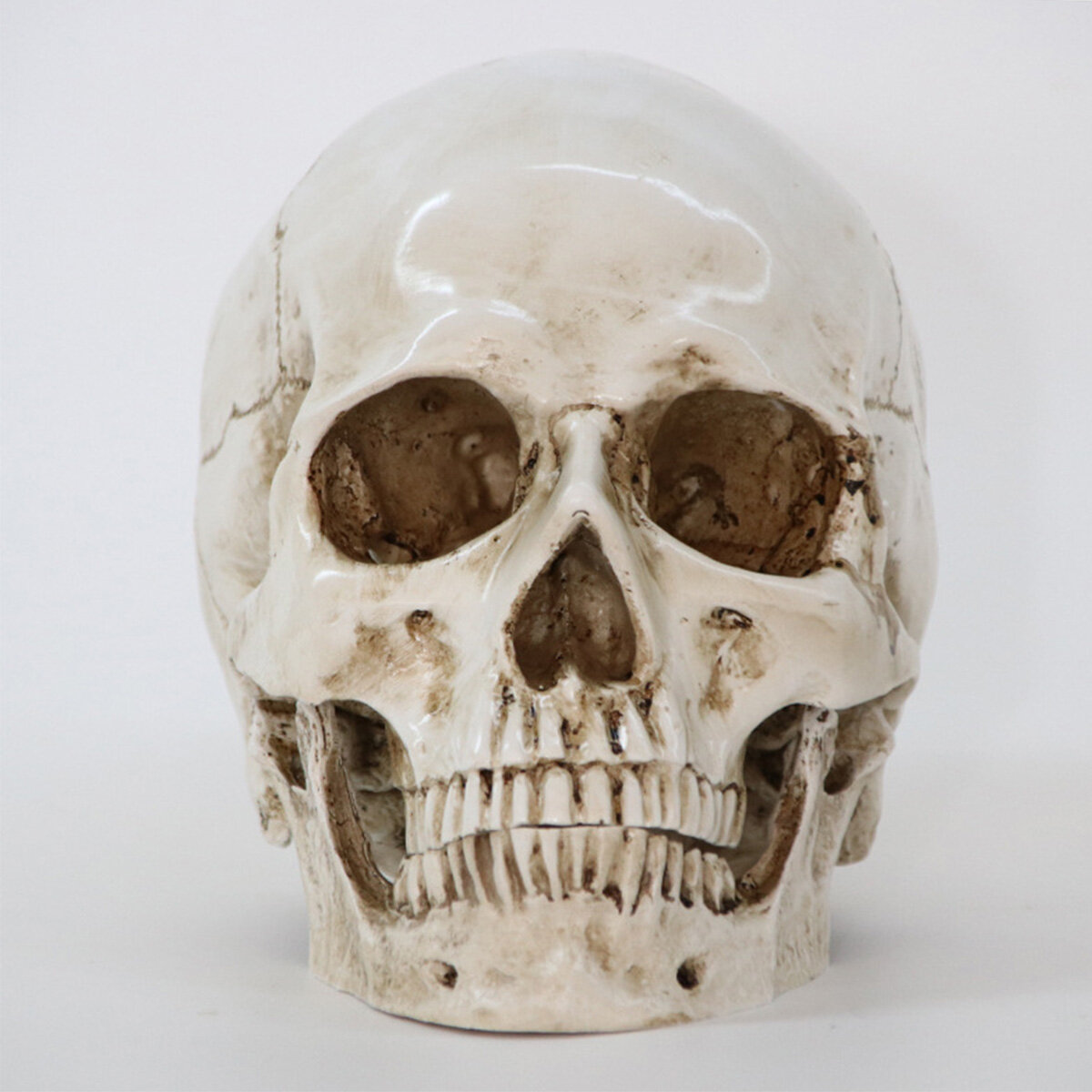 

Halloween Skeleton Head Decor Skeleton Model Horror Scary Gothic Skull Prop Ornaments Halloween Atmosphere Decoration