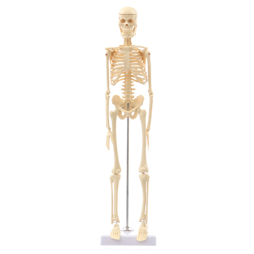 Mini Detachable Human Skeleton Bone Model Removable Arms Legs w Metal Stand Anatomical Medical Model