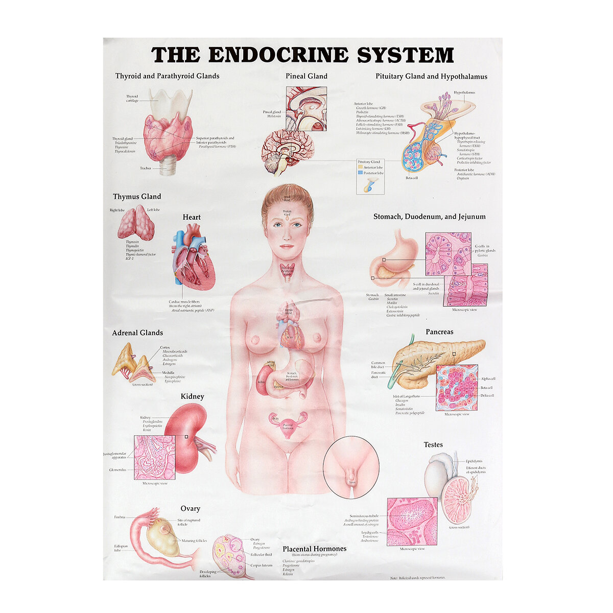 60x80cm The Endocrine System Poster Anatomical Chart Woman Body Educational  Medical