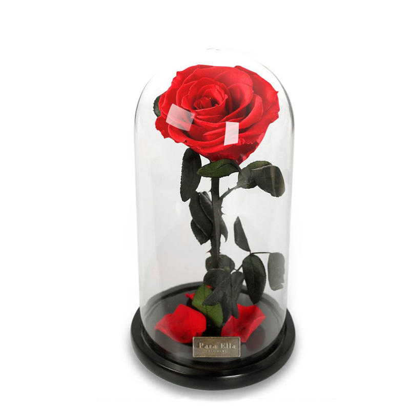 Para Ella Bewaarde verse rozen bloem met gevallen bloemblaadjes in glas Dome op een houten basis als