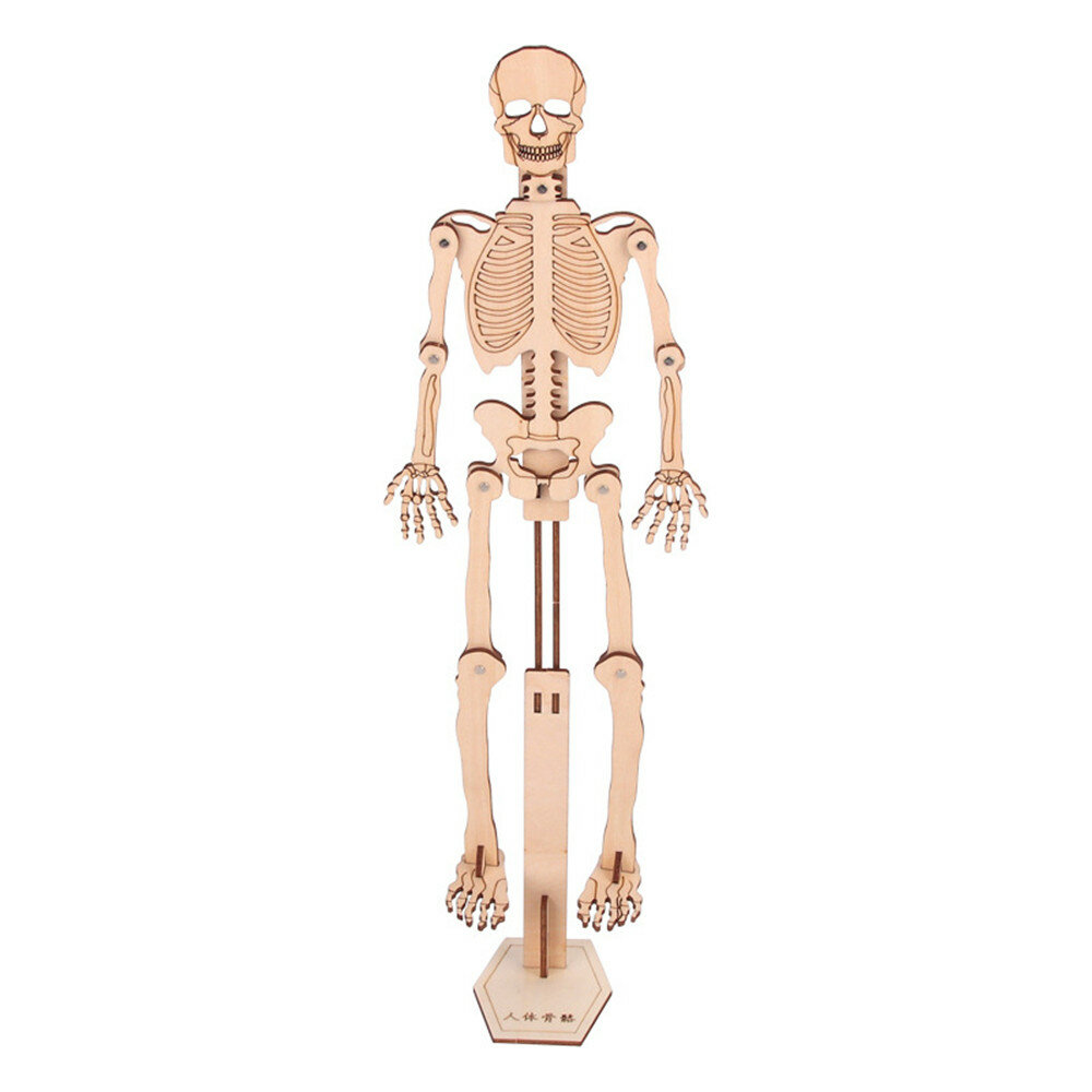 Wooden Puzzle Human Body Anatomy Model Educational Learning Organ Assembled Toy Body Organ Teaching Tool For Children