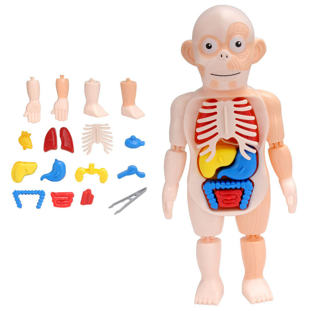 

3D Puzzle Human Body Anatomy DIY Assemble Model Montessori Science Educational Learning Organ Teaching Tool Toy for Chil