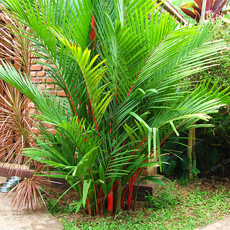Egrow 100 pcs/pack palm seeds lipstick palm cyrtostachys ...