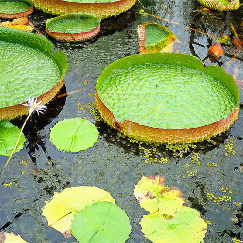 Egrow 10 Pcs Pac Lotus Seeds Lotus Leaf Bonsai Giant Water Lily Flower For Home Garden Flower Sale Banggood Com