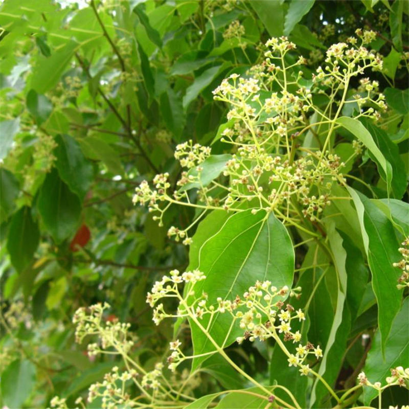 

Egrow 60 Pcs/Pack Camphor Seeds Camphor Tree Semente Plant Cinnamomum Camphora For Chinese Camphor Tree
